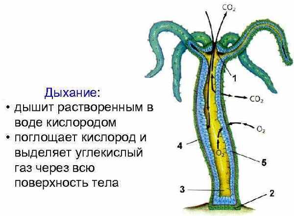 Кракен даркнет что известно